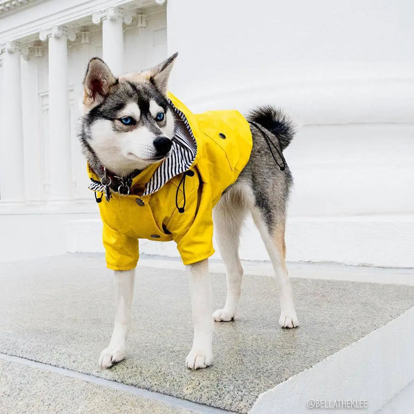 Waterproof Pet Adventure Jacket