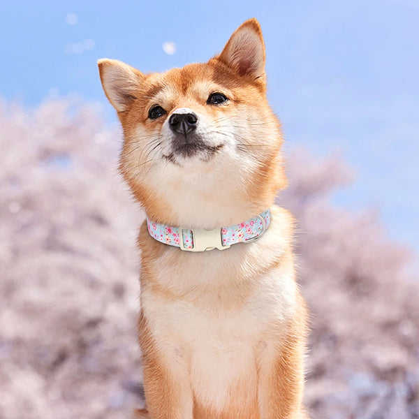 Floral Pet Collar